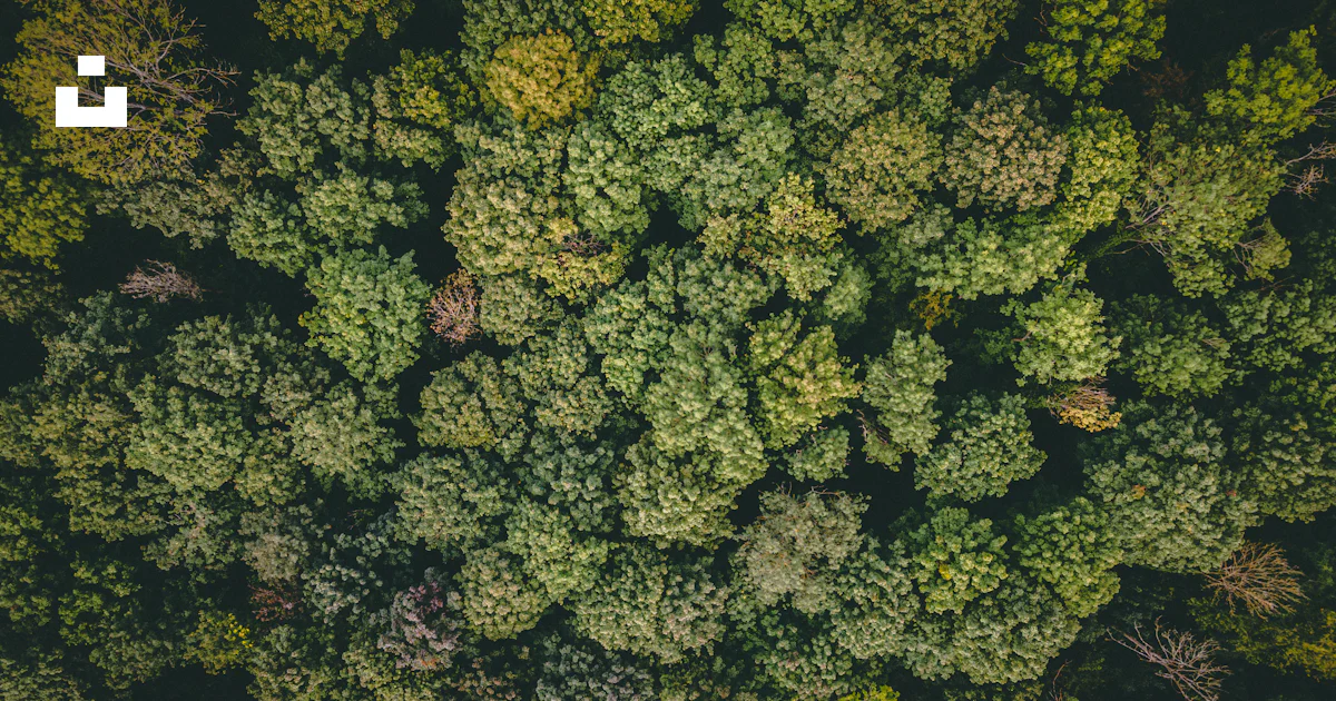 View Over Trees A view from above of a group of trees photo – Free Wallpaper Image on ...
