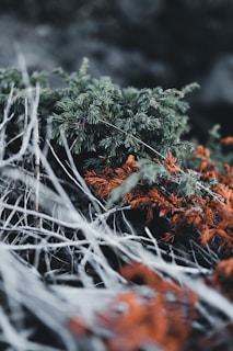 Close-up of textured fibers and natural wood elements integrated into a contemporary landscape design