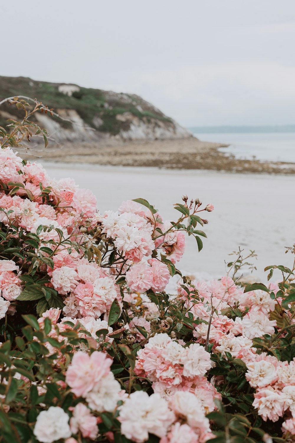 a pink flower on a plant