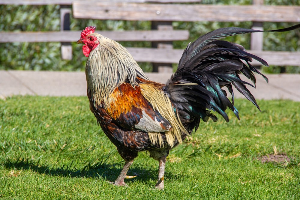 a rooster standing on top of a lush green field