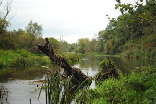 A serene river scene bordered by lush vegetation and trees, with a large fallen tree partially submerged in the water. Various shades of green dominate the landscape, suggesting a calm and natural environment.