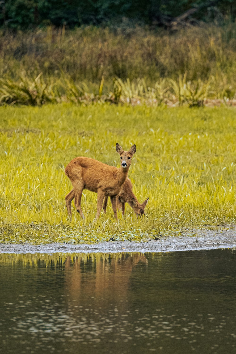 a couple of deer standing on top of a grass covered field