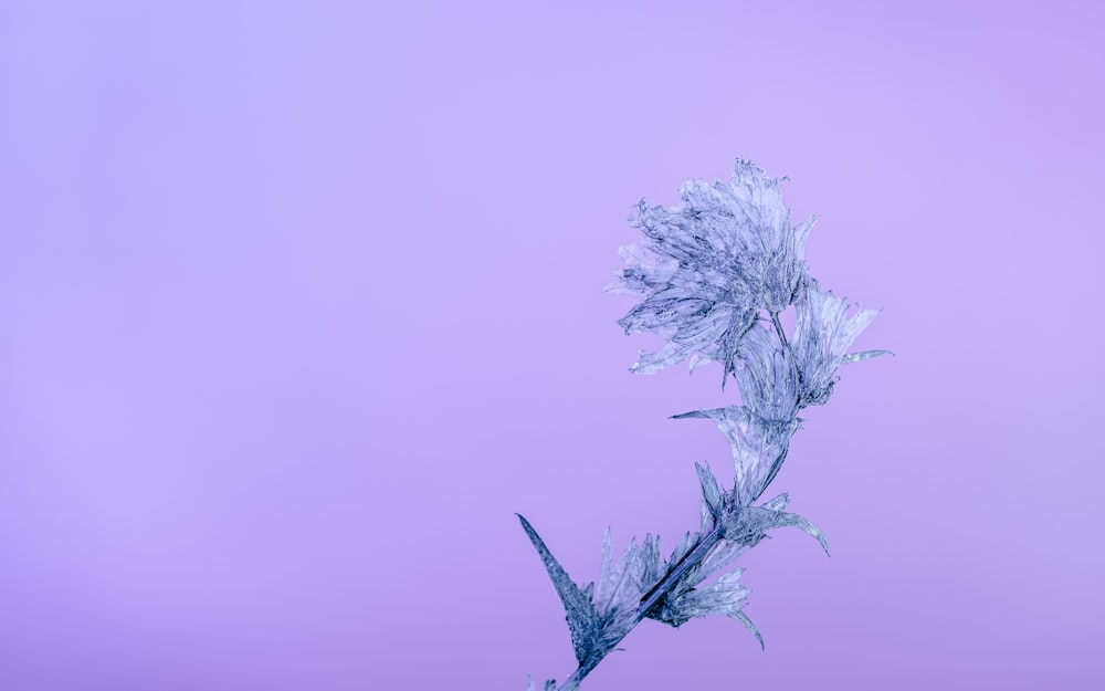 a plant with frosted leaves against a purple background