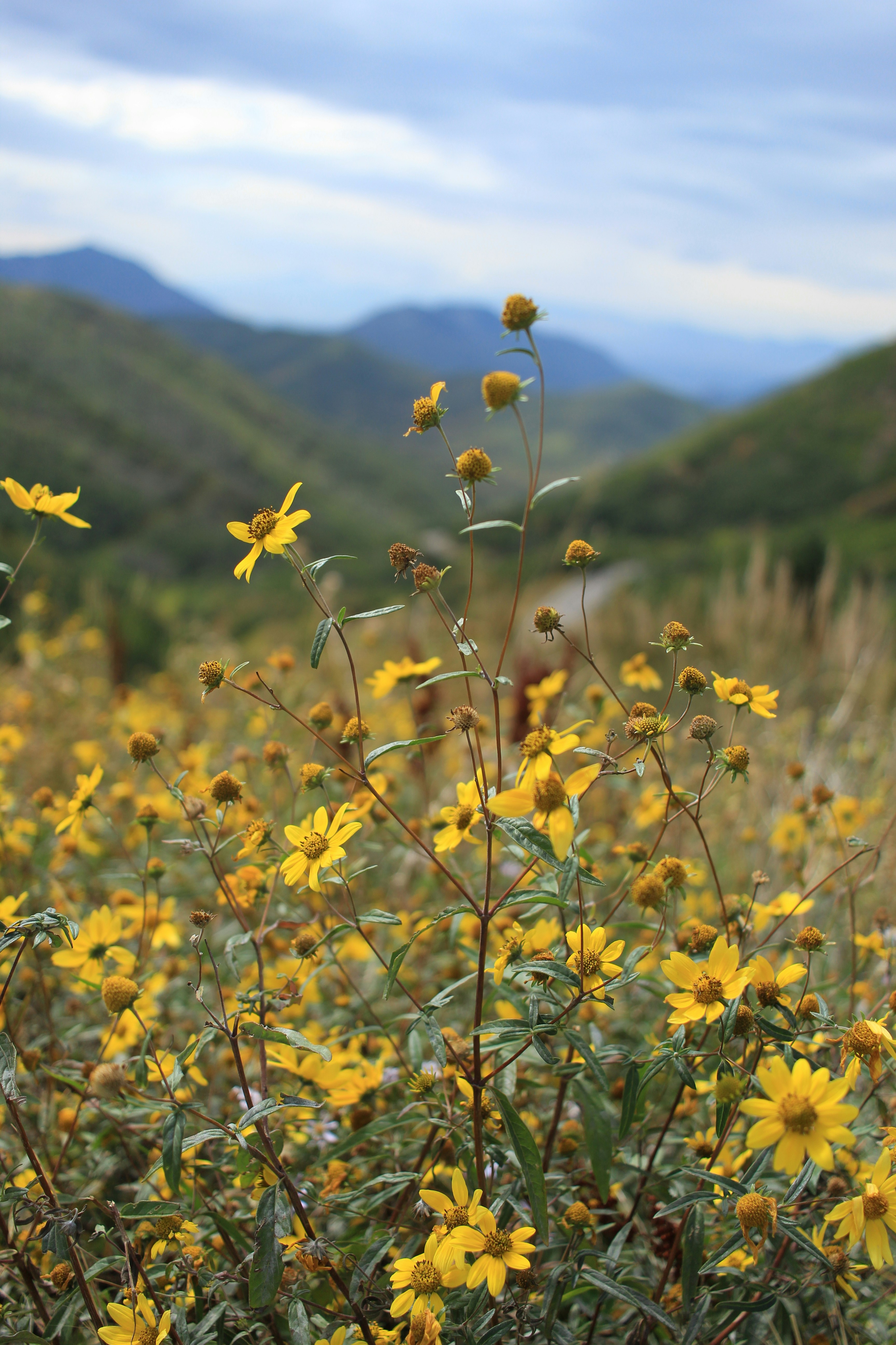Wild flowers at the top of Big Mountain Pass Utah.