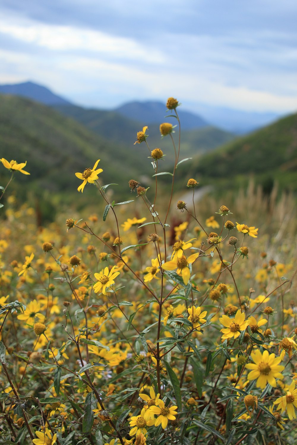 a field of yellow flowers with mountains in the background