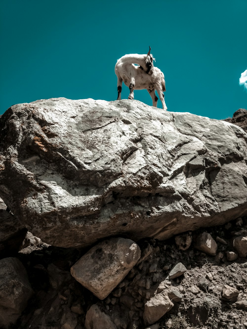 a goat standing on top of a large rock