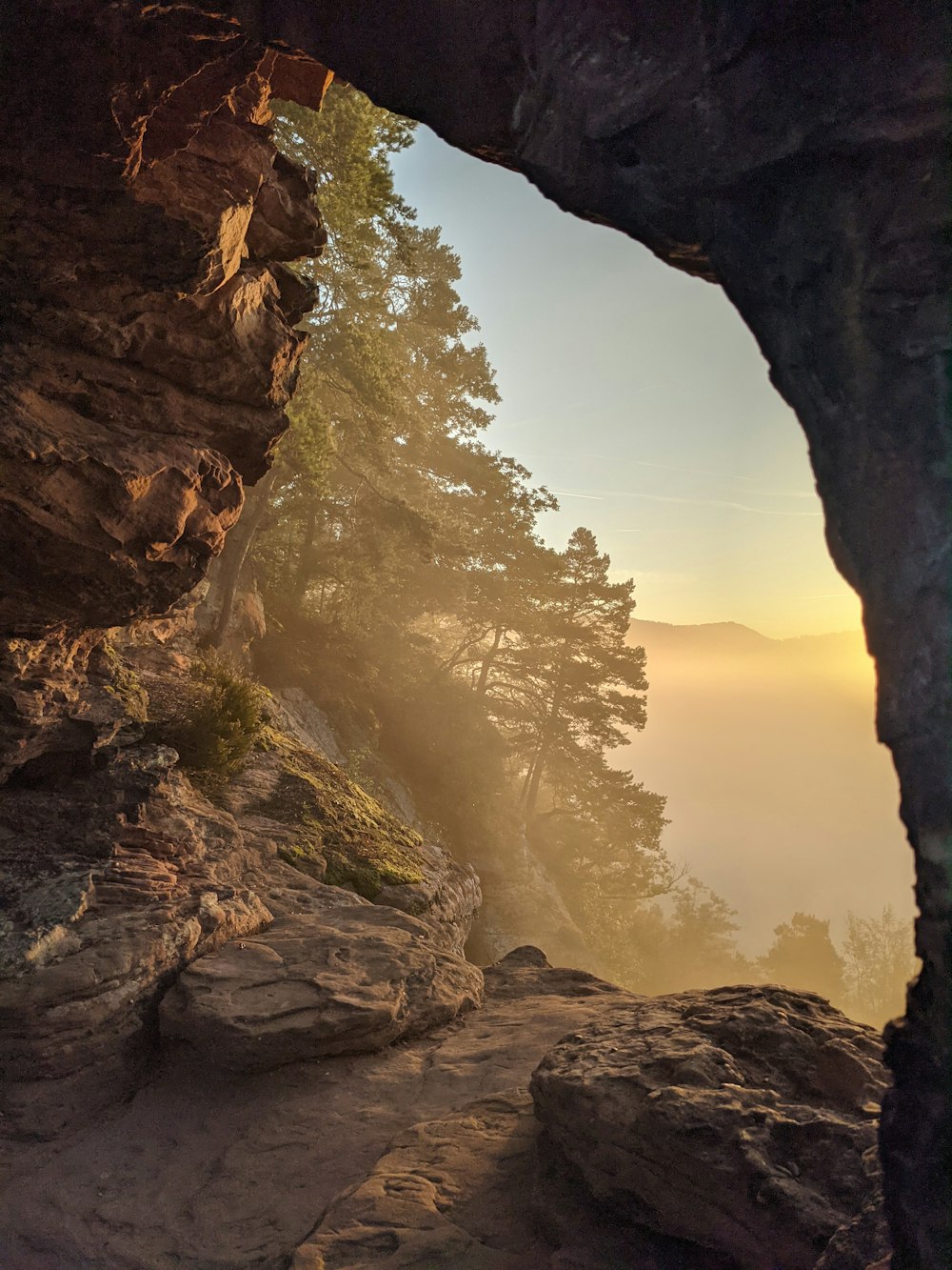 a view from inside a cave into the woods