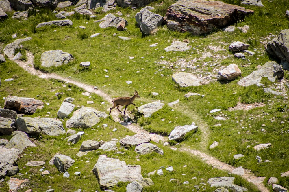a small animal walking through a rocky field