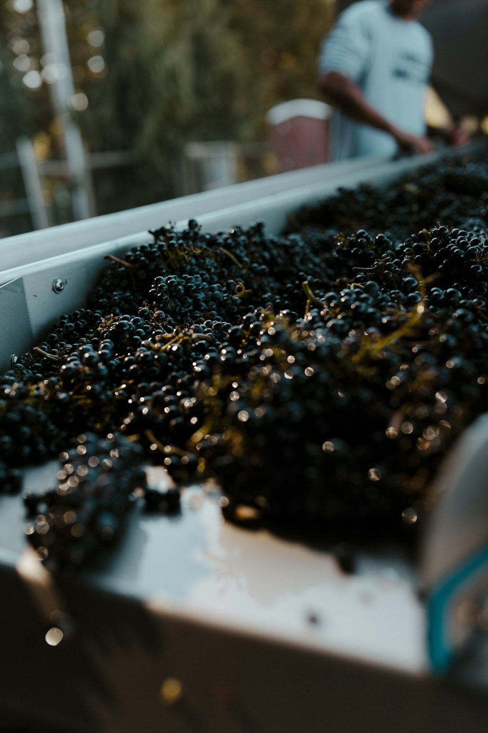 a container filled with lots of black seaweed