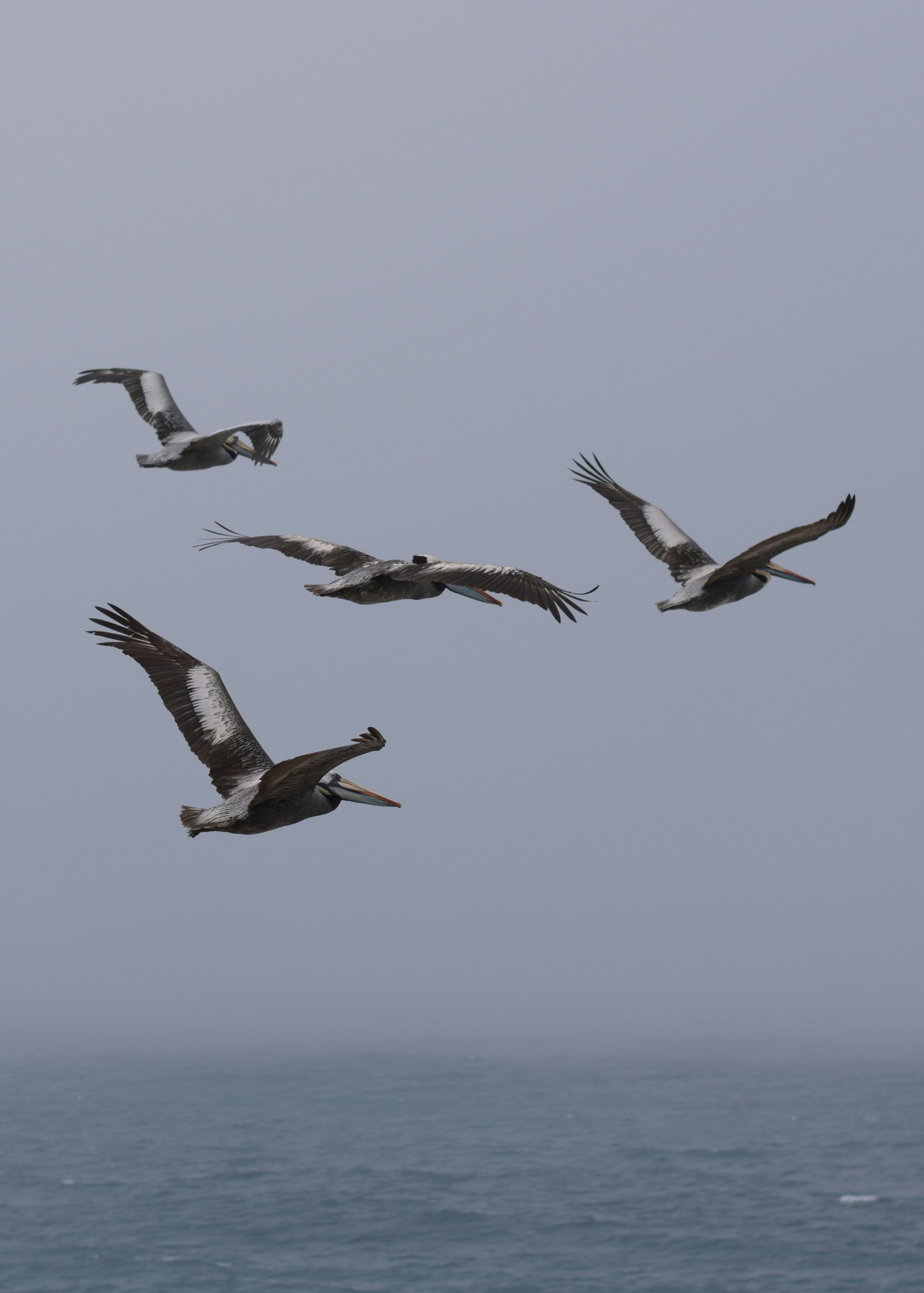 海の上を飛ぶ鳥の群れ