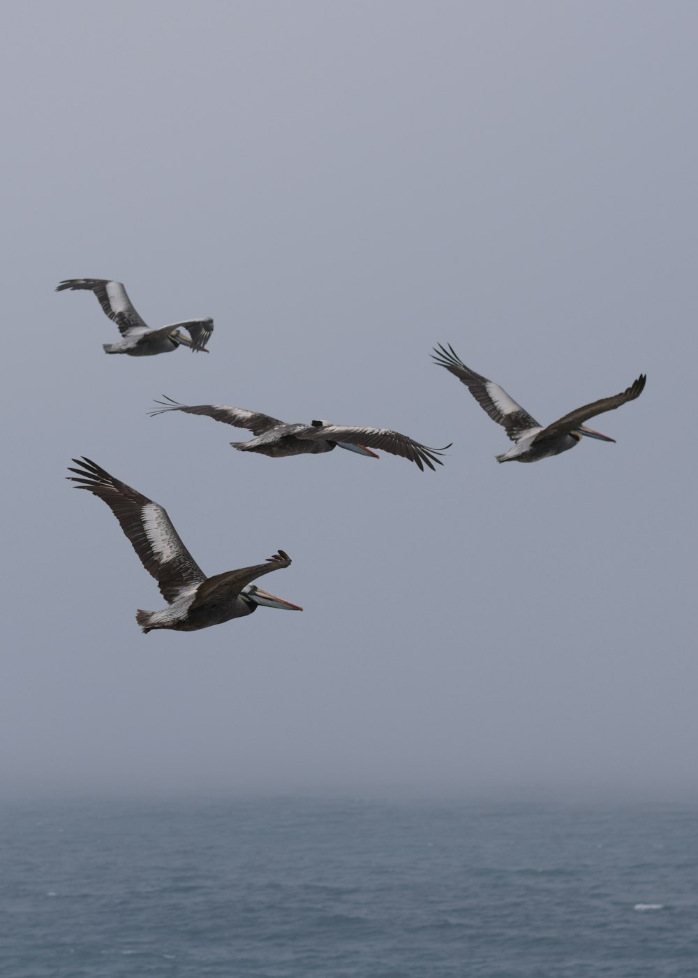 a flock of birds flying over the ocean