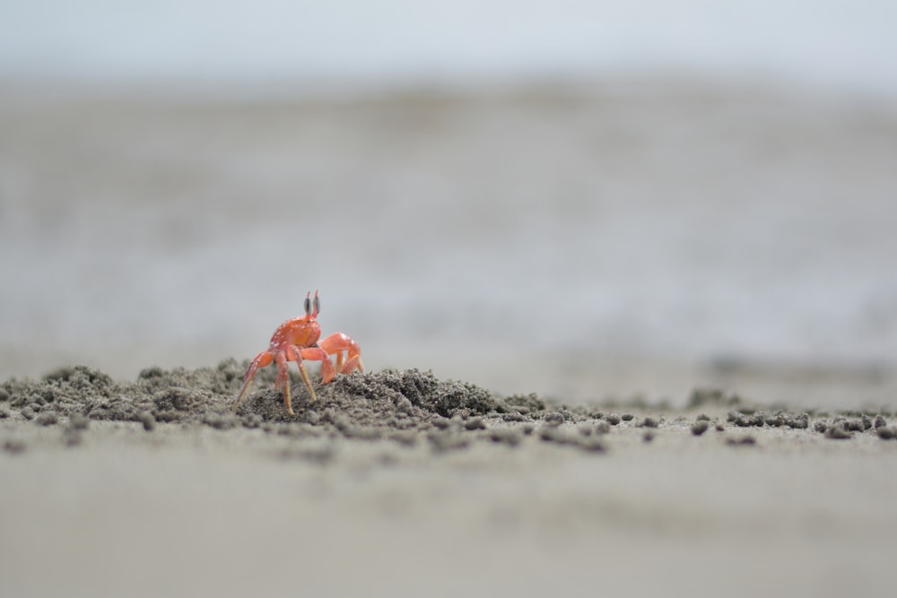 a small crab on a sandy beach near the ocean