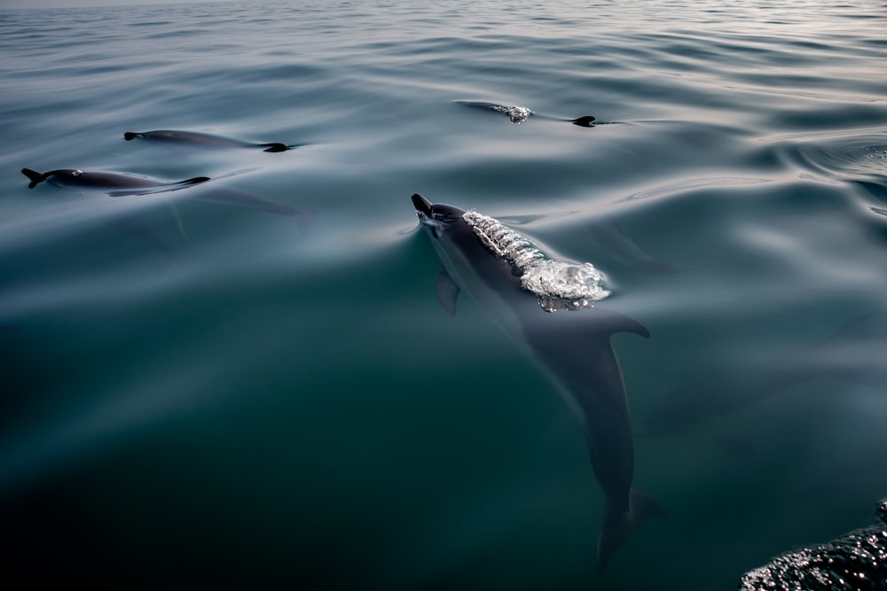 Un couple de dauphins nageant dans l’océan