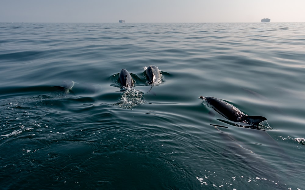 a couple of dolphins swimming in the ocean