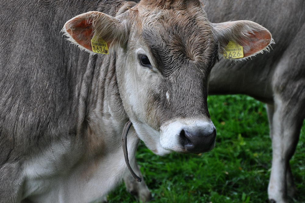 a close up of a cow with a tag on its ear