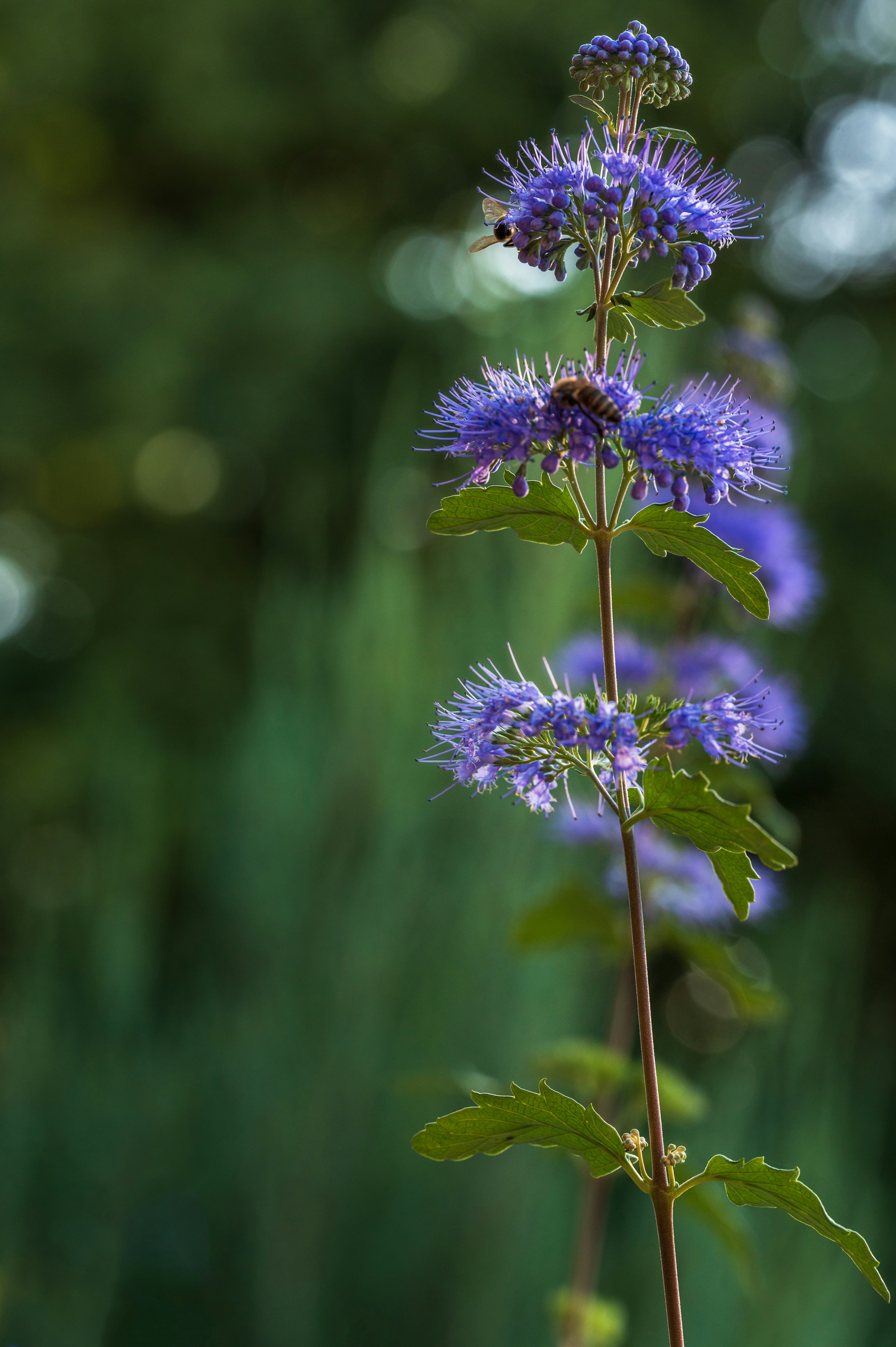 Photo by jankao