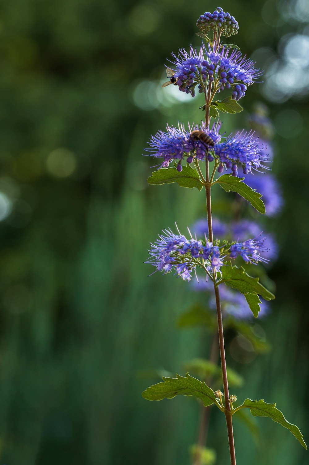 a close up of a purple flower with green leaves