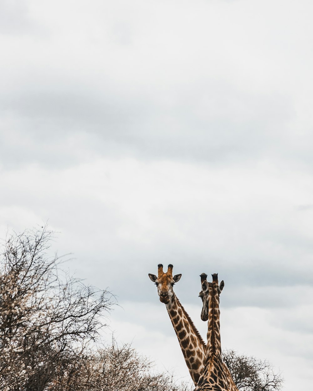 um casal de girafas de pé um ao lado do outro