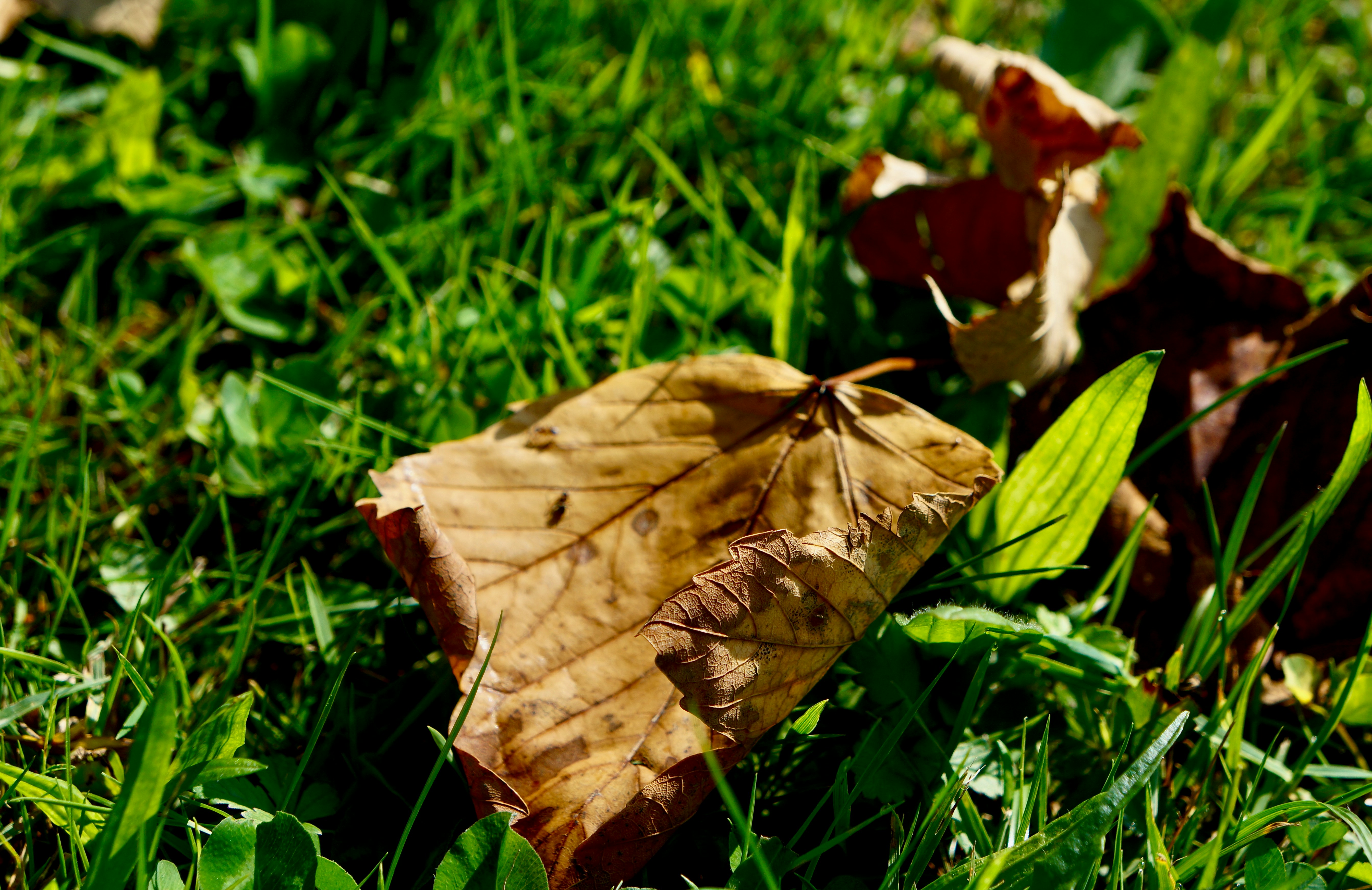Photo by peterburdon