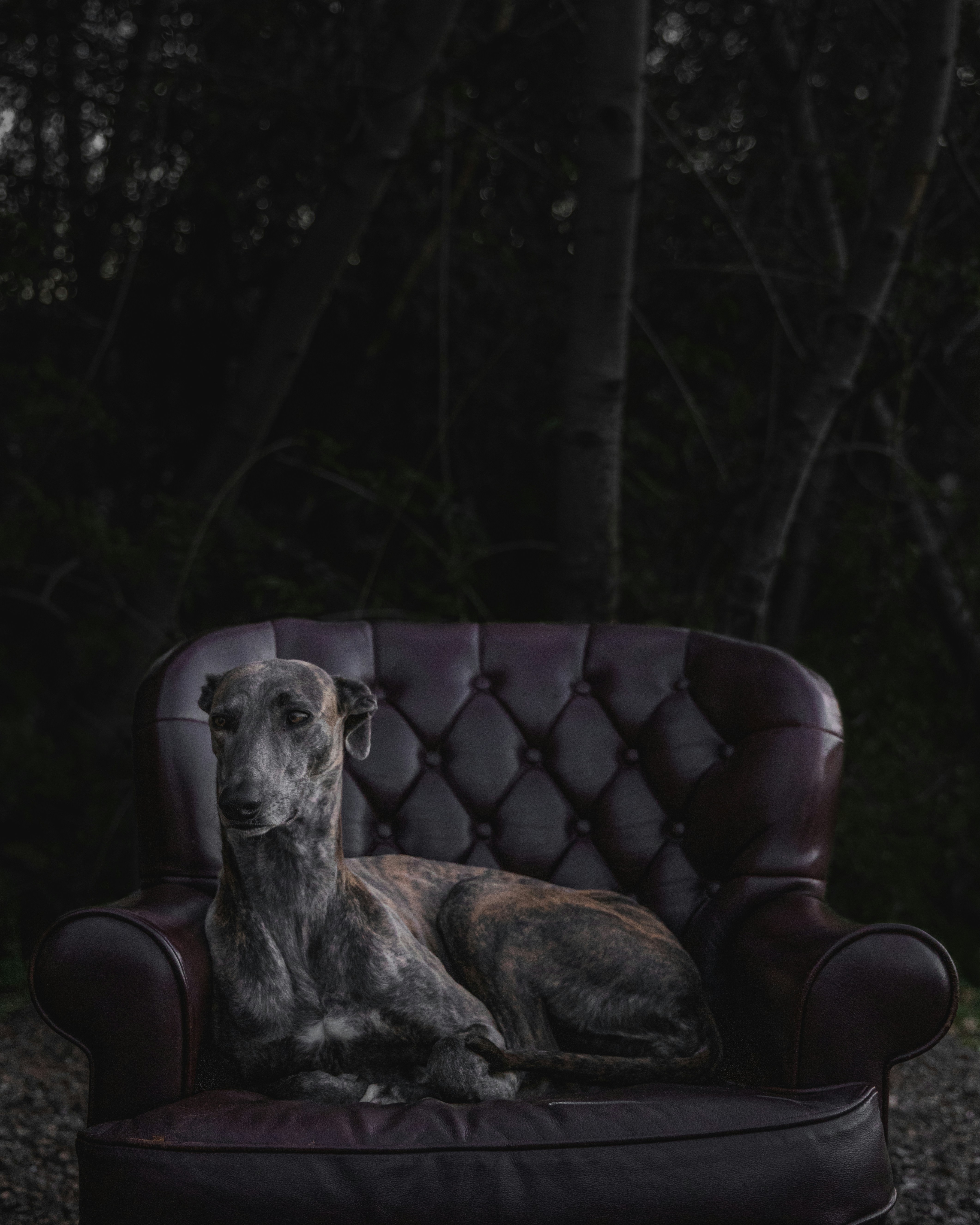A dog sitting on top of a purple chair photo – Free France Image on ...