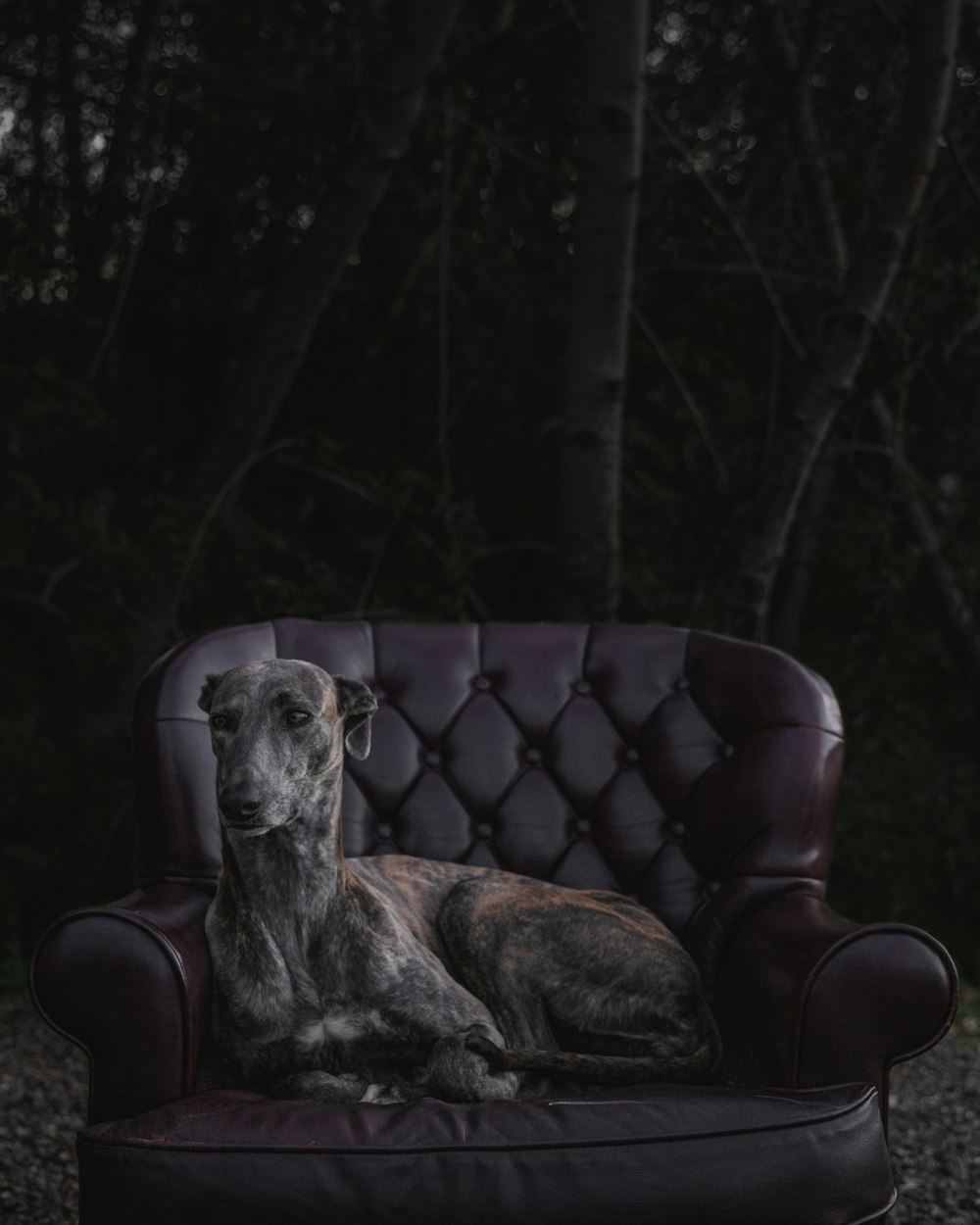 Un perro sentado encima de una silla púrpura
