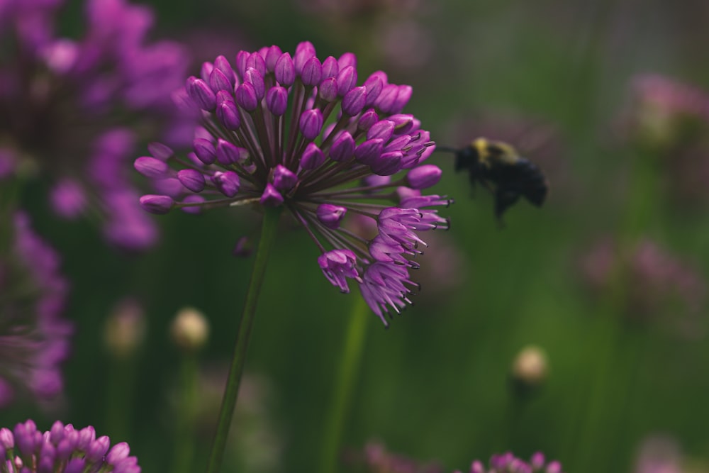 a bee flying over a purple flower in a field