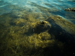 Clear water with visible underwater vegetation and rocks creates gentle ripples on the surface, with varying shades of green and brown suggesting the presence of algae or aquatic plants.