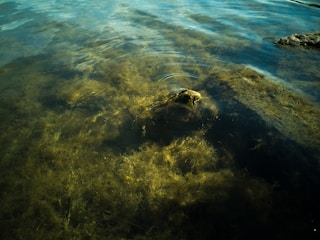 Clear water with visible underwater vegetation and rocks creates gentle ripples on the surface, with varying shades of green and brown suggesting the presence of algae or aquatic plants.
