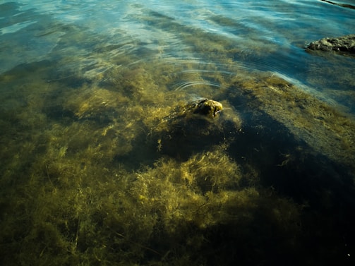 Clear water with visible underwater vegetation and rocks creates gentle ripples on the surface, with varying shades of green and brown suggesting the presence of algae or aquatic plants.