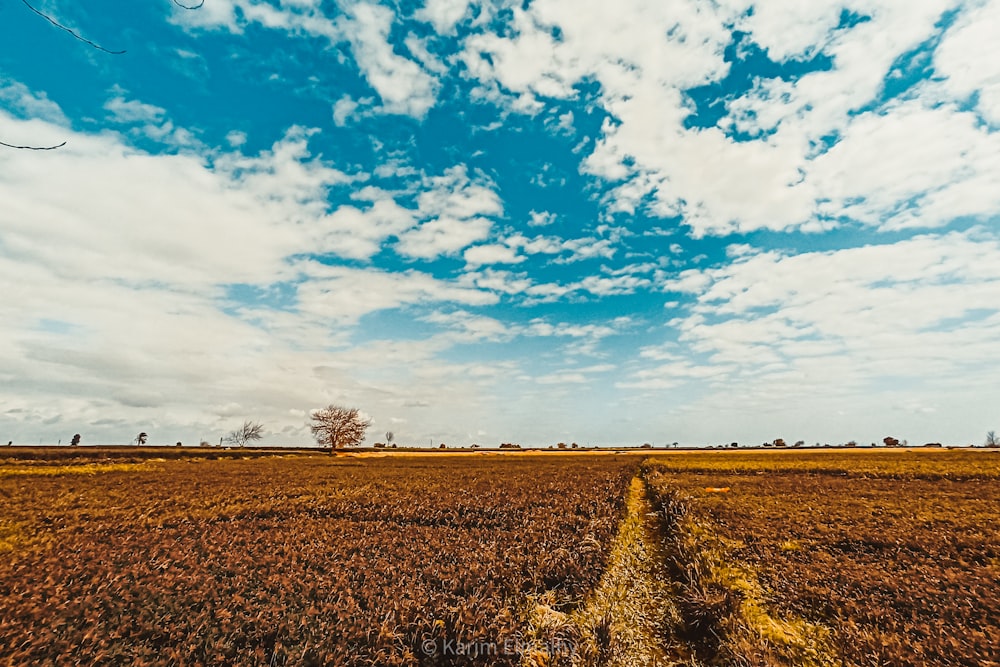 um campo com um caminho de terra no meio dele