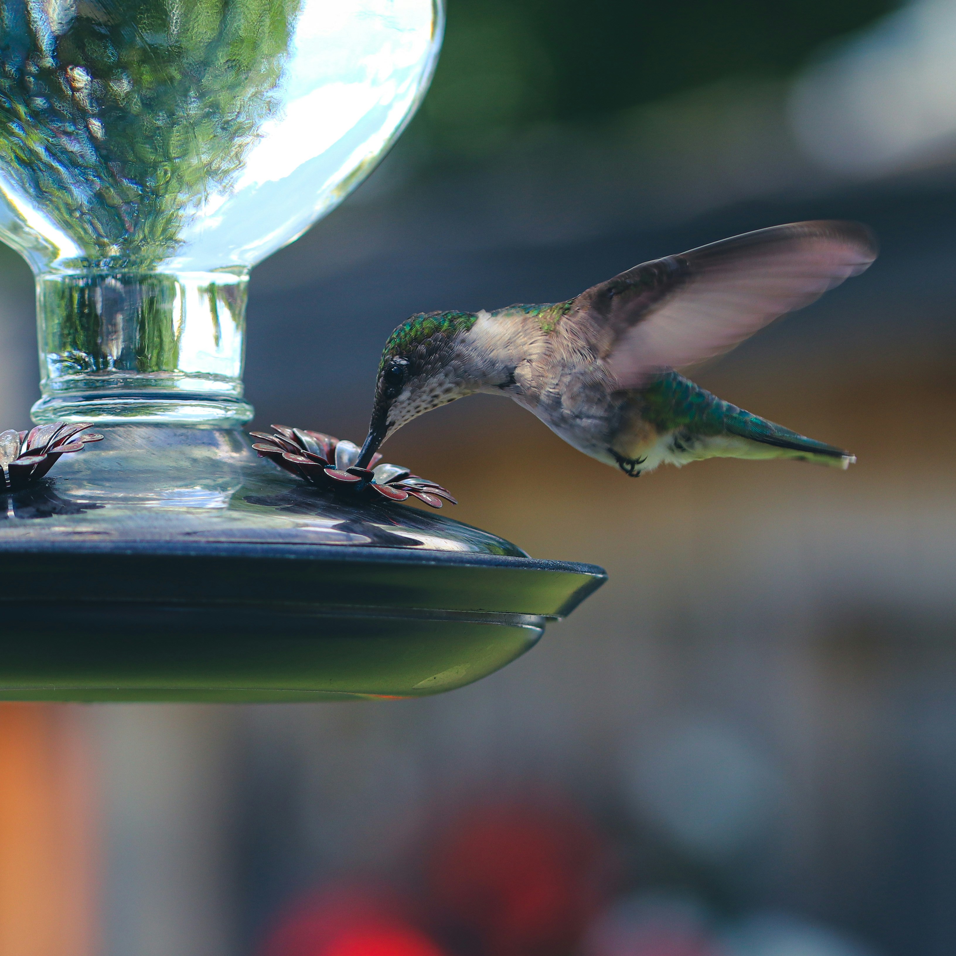 a hummingbird feeding from a hummingbird feeder