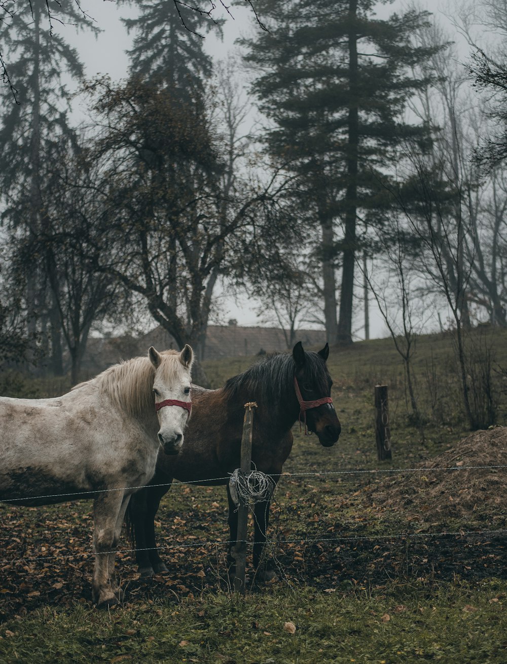 two horses standing next to each other in a field