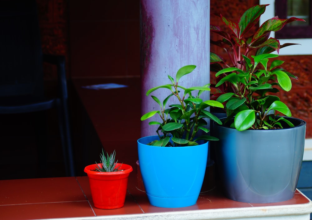 three potted plants are sitting on a table