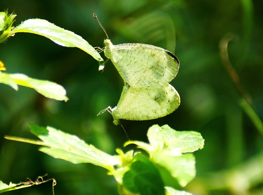 a green butterfly sitting on top of a leaf