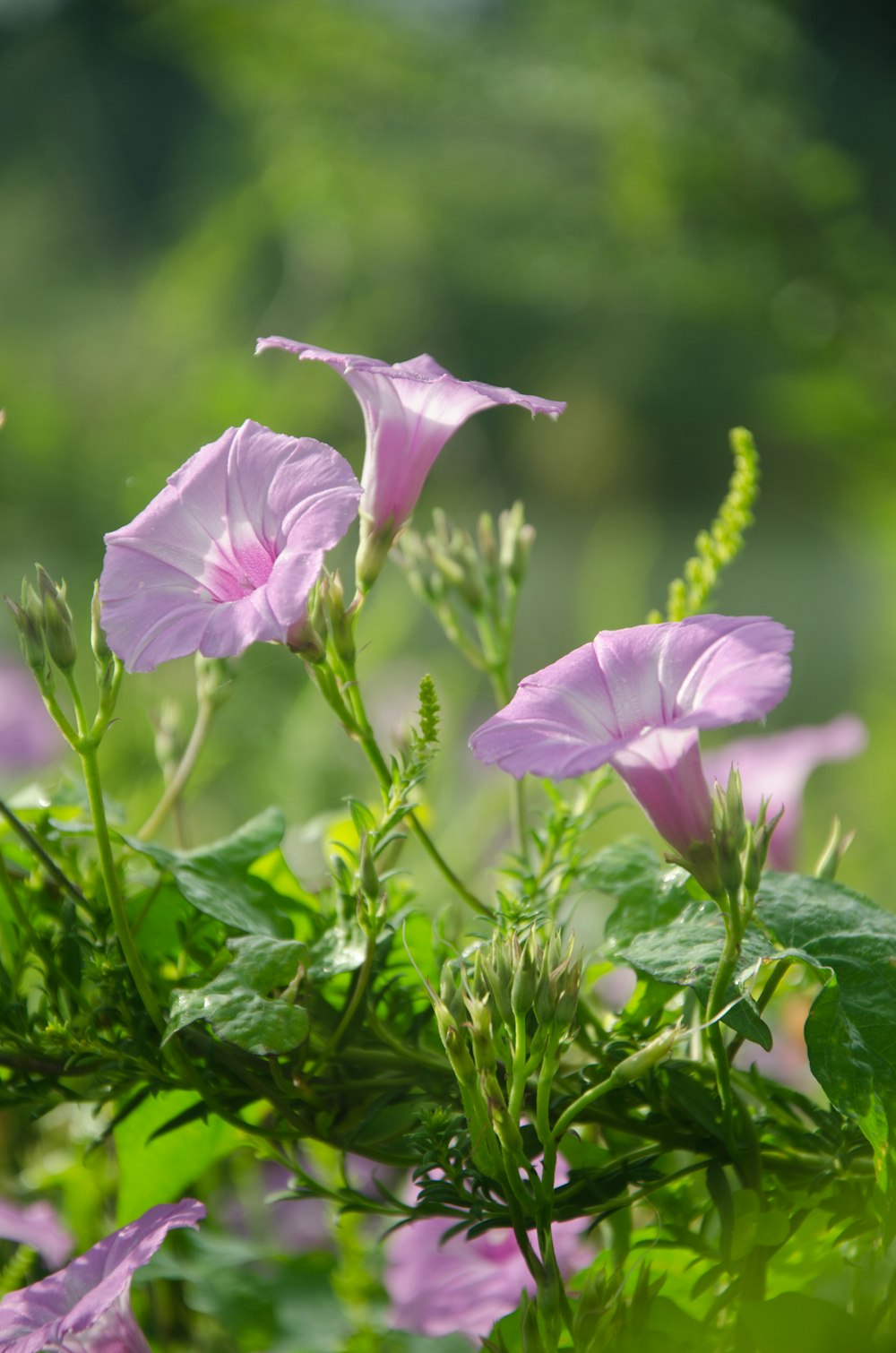 a group of pink flowers with green leaves