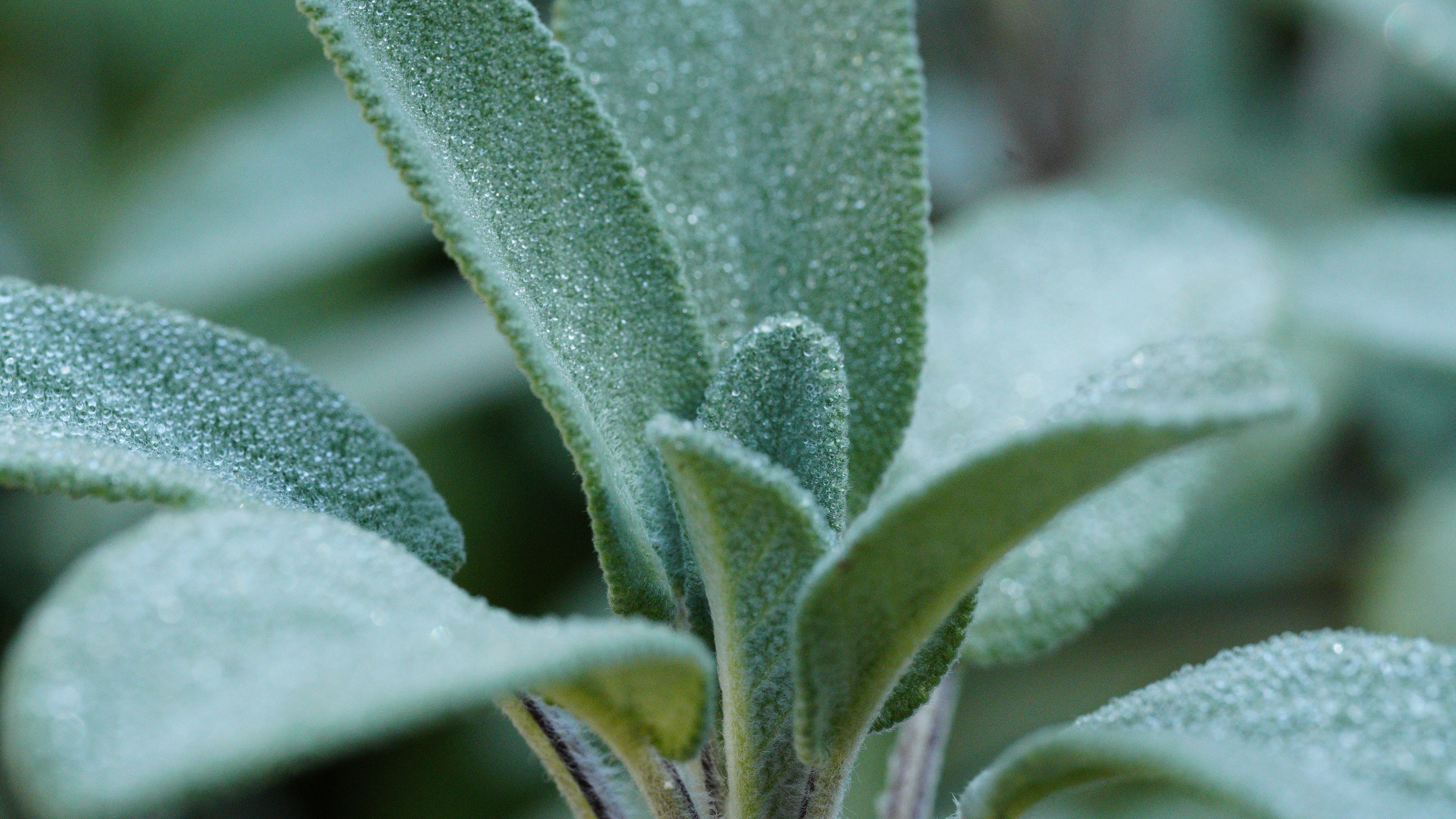 Photo by kohleggermichael