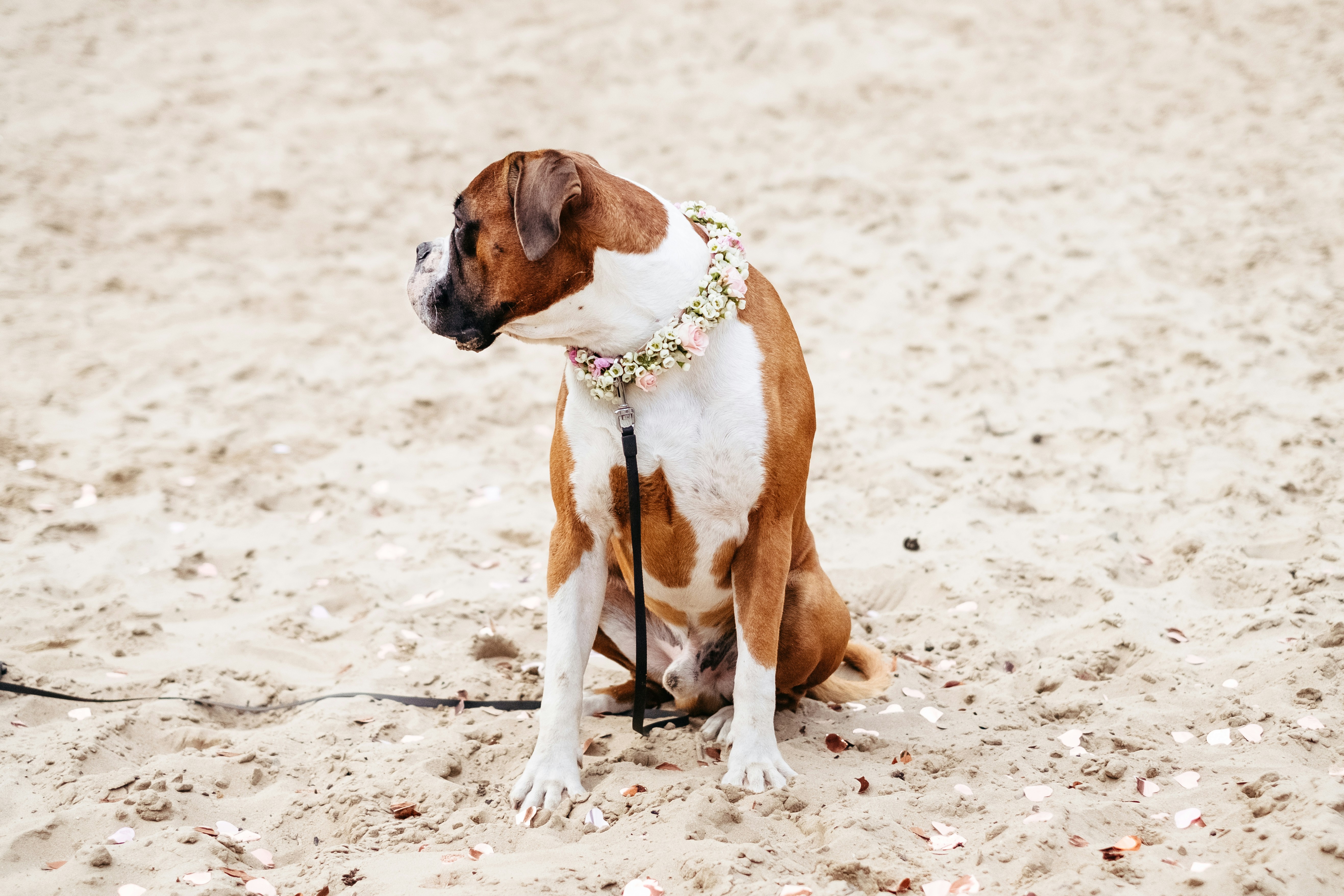 a brown and white dog sitting on top of a sandy beach