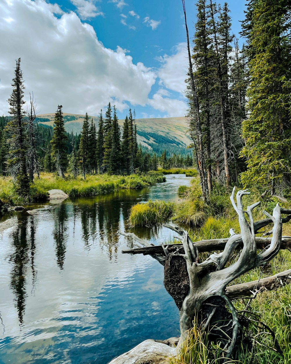 a lake surrounded by trees and grass