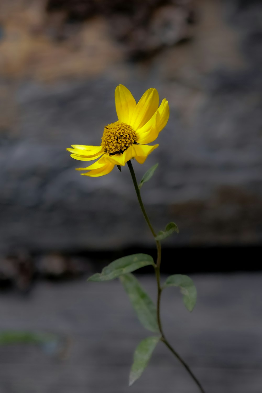 a single yellow flower with a blurry background