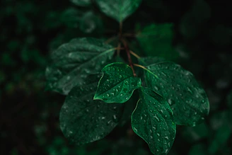 Close-up of fresh green leaves with morning dew on a dark background