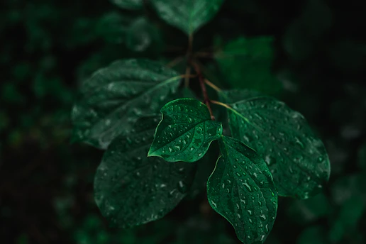 Close-up of fresh green leaves with morning dew on a dark background