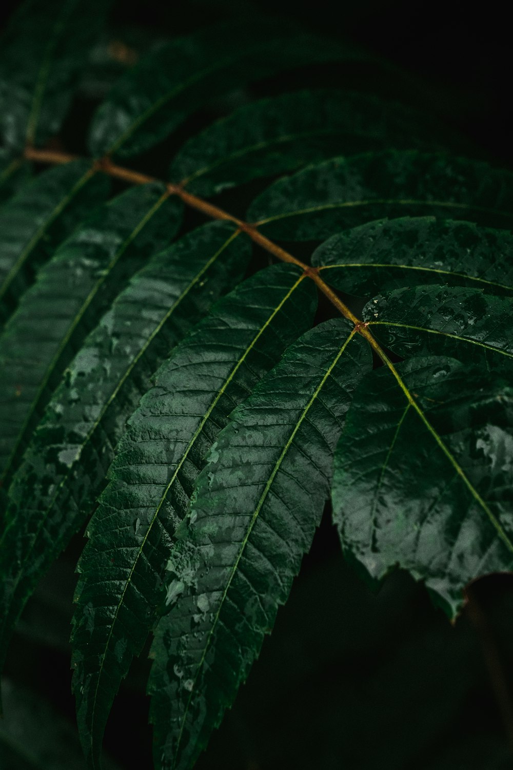 a close up of a green leaf with drops of water on it