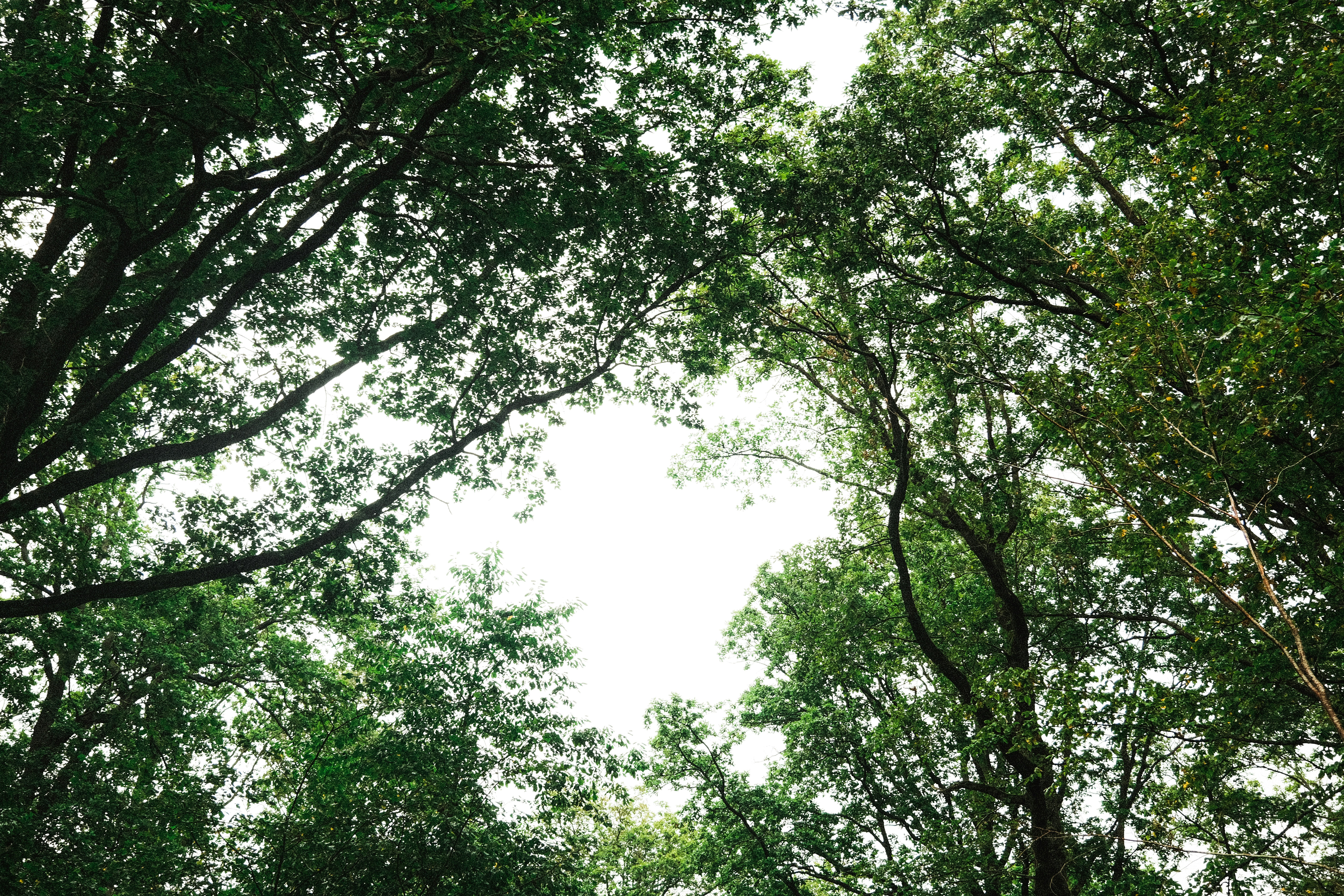 a group of trees that are standing in the grass