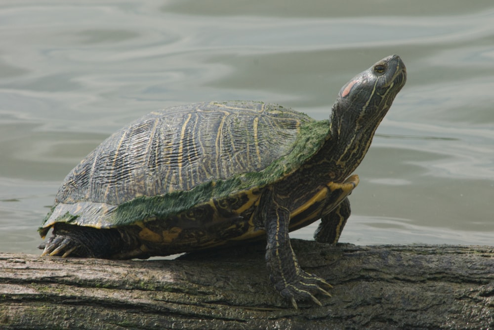 a turtle is sitting on a log in the water