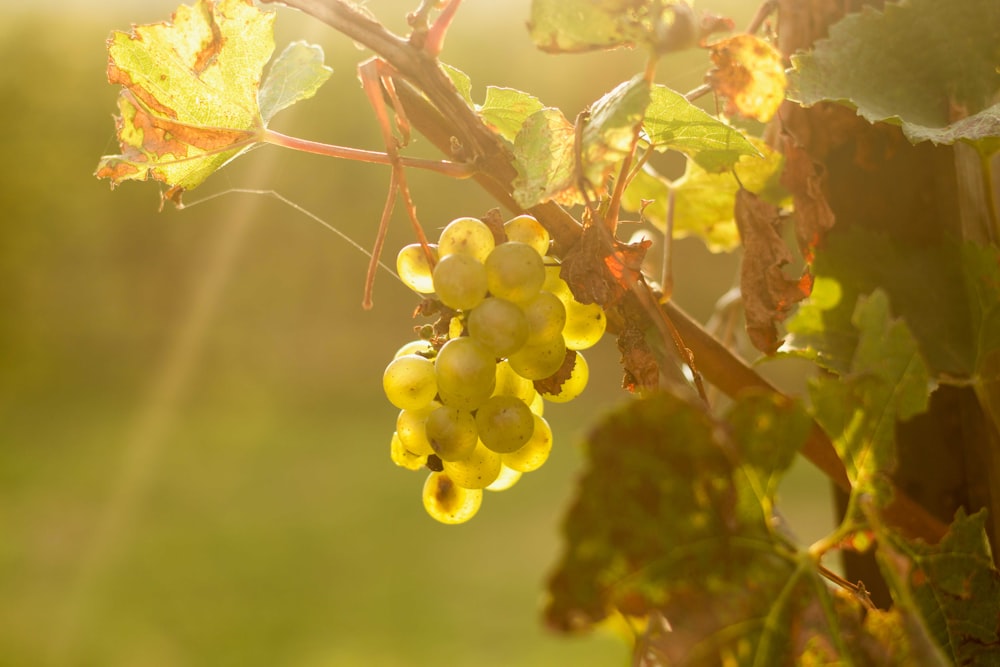 a bunch of grapes hanging from a vine