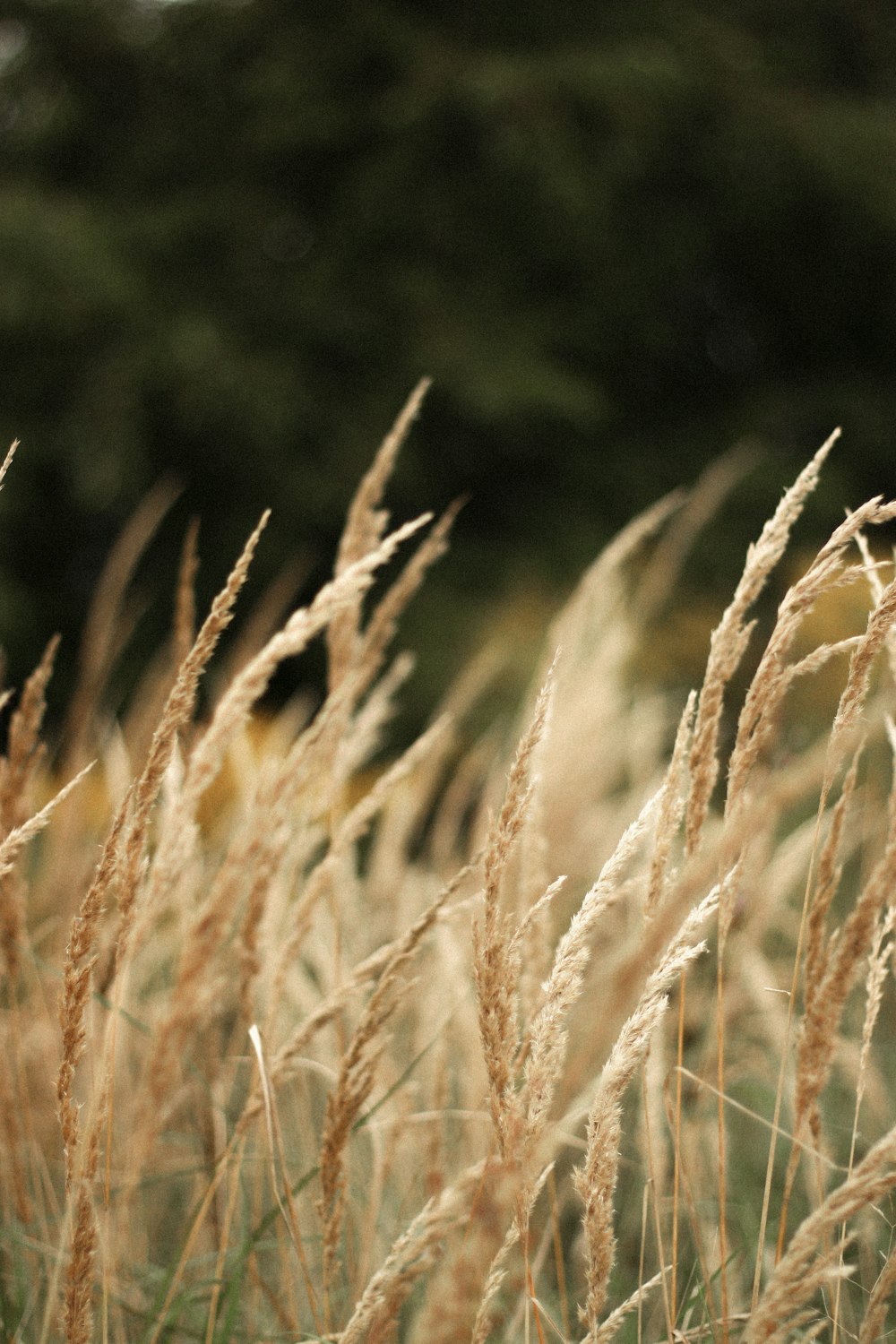 a field of tall grass with trees in the background