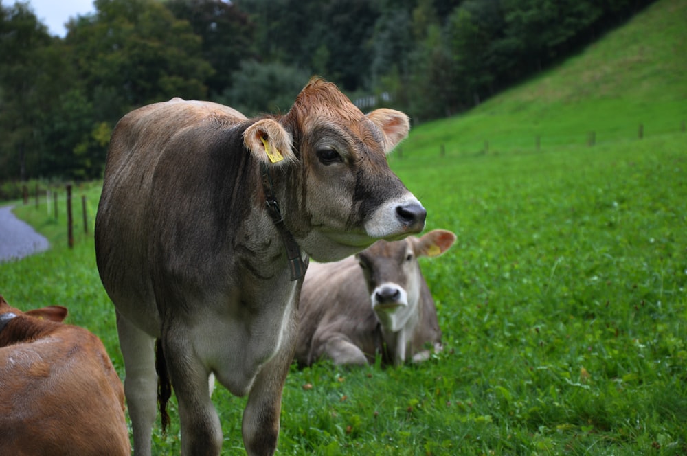 a couple of cows that are standing in the grass