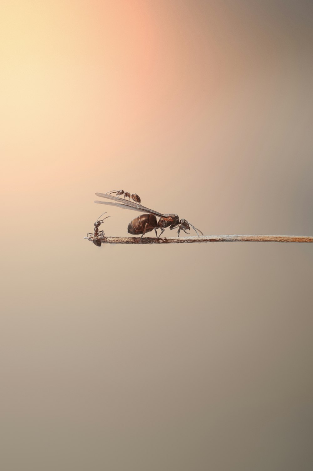 a group of mosquitoes on a stick in the air