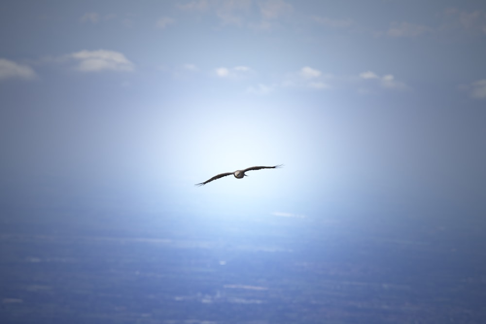 a bird flying in the sky with the sun behind it