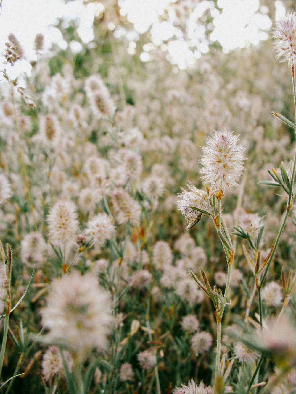 a field full of white flowers on a sunny day